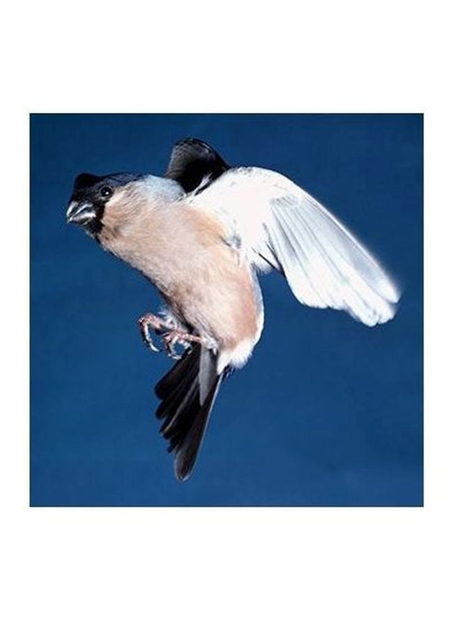 فوتو بلوك بوستر حائط للتزيين أزرق/ أبيض/أحمر 32x32سم