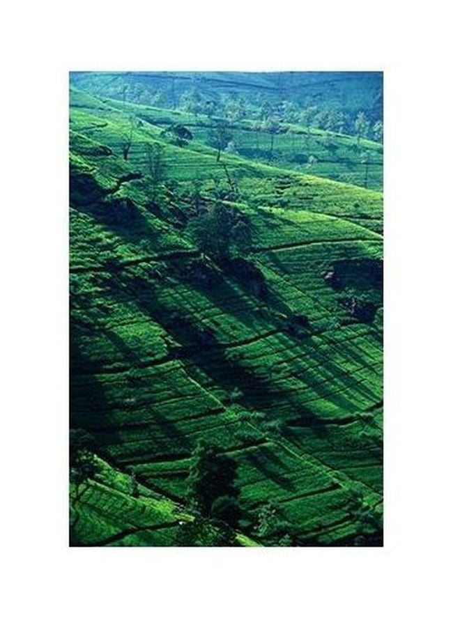 فوتو بلوك بوستر حائط للتزيين أخضر 45x31سم