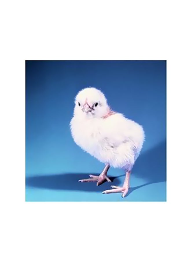 Decorative Wall Poster Multicolour 32x32cm