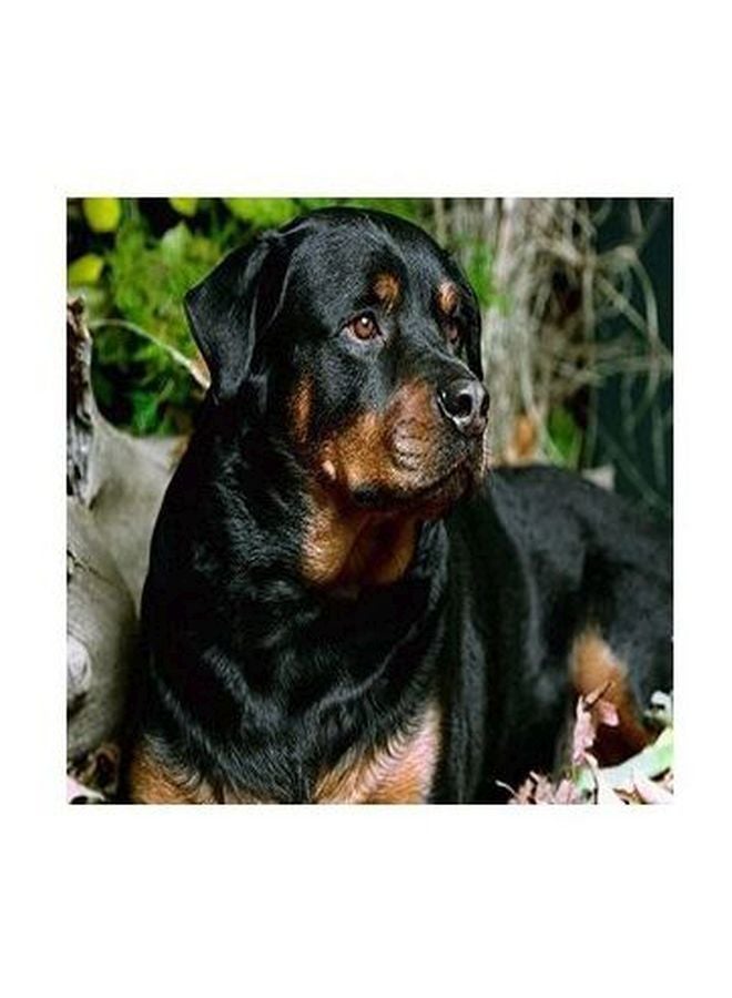 Decorative Wall Poster Multicolour 50x50cm