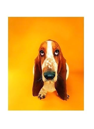 Decorative Wall Poster Brown/White/Orange 60x40cm - v1565785153/N29071201A_1