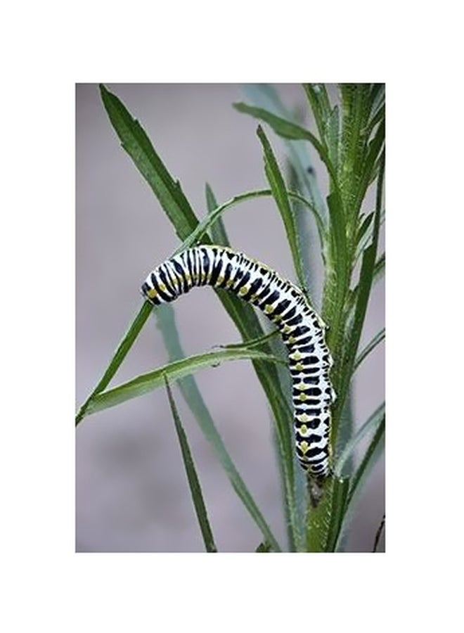 فوتو بلوك بوستر حائط للتزيين رمادي/أخضر/أبيض 45x31سم