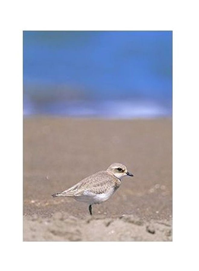 Decorative Wall Poster Multicolour 45x31cm