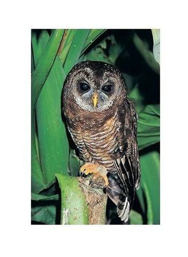 Decorative Wall Poster Brown/Black/White 60x40cm