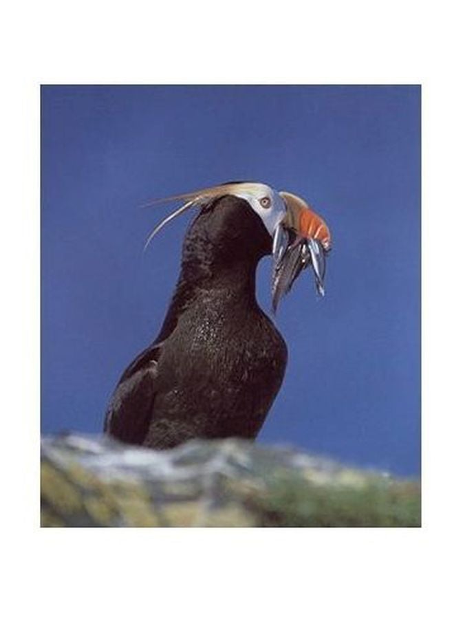 بوستر حائط للتزيين متعدد الألوان 60x40سم