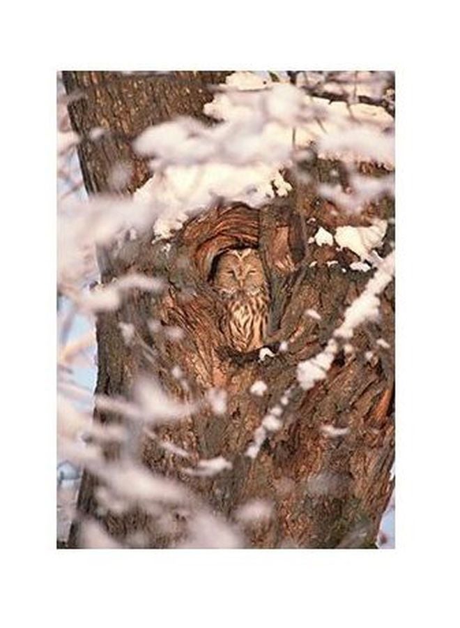 Decorative Wall Poster Brown/White 60x40cm