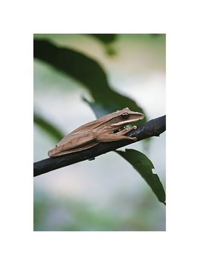 Decorative Wall Poster Brown/Green 60x40cm