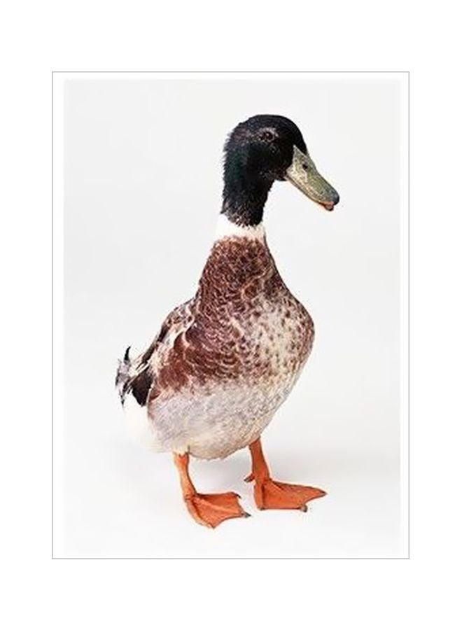 فوتو بلوك ملصق حائط بنقشة طائر متعدد الألوان 60x40سم