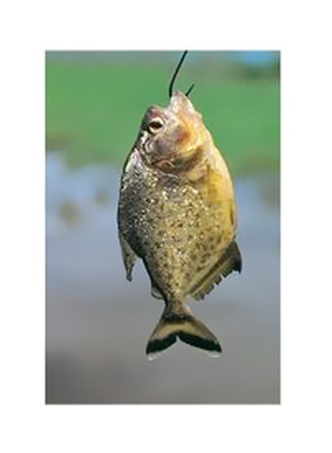 بوستر حائط للتزيين متعدد الألوان 45 X 31سم