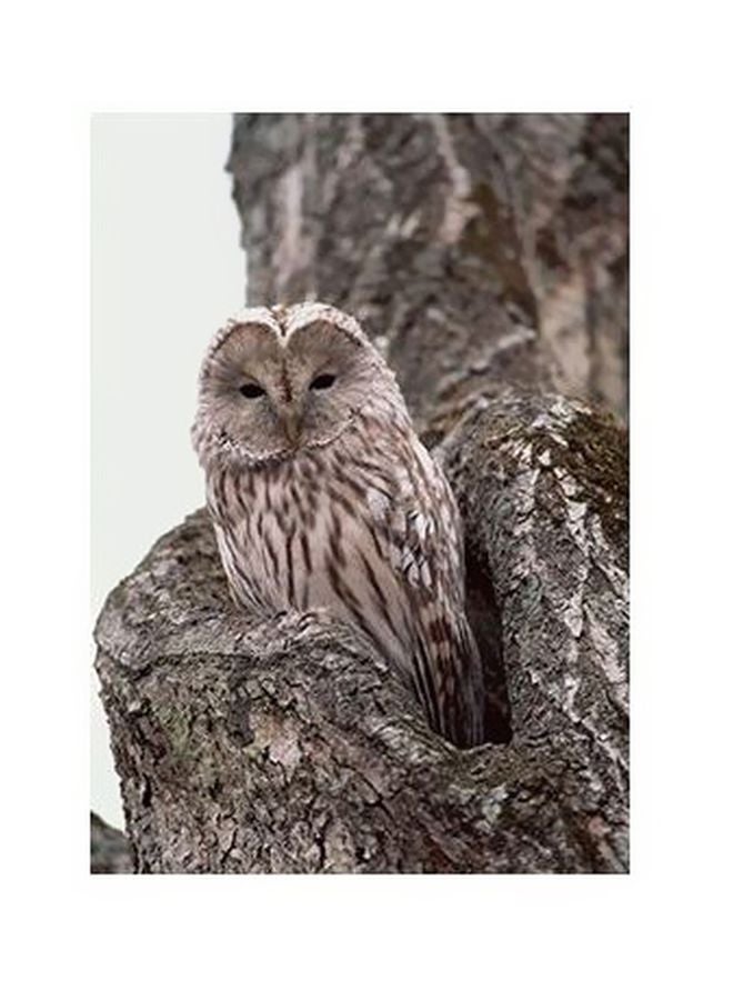 Decorative Wall Poster Brown/Grey 60x40cm