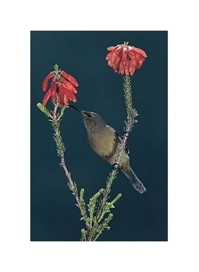 بوستر حائط للتزيين متعدد الألوان 60 X 40سم