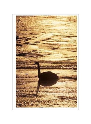Decorative Wall Poster Gold/Black 60 X 40cm - v1565785311/N29071997A_1