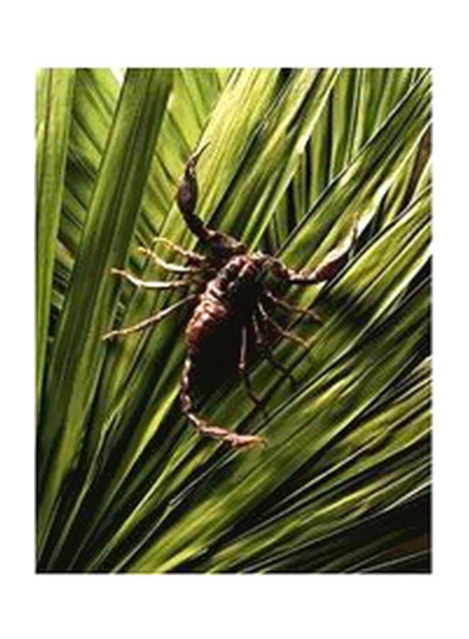 PHOTOBLOCK Decorative Wall Poster Green/Brown 60 X40cm 