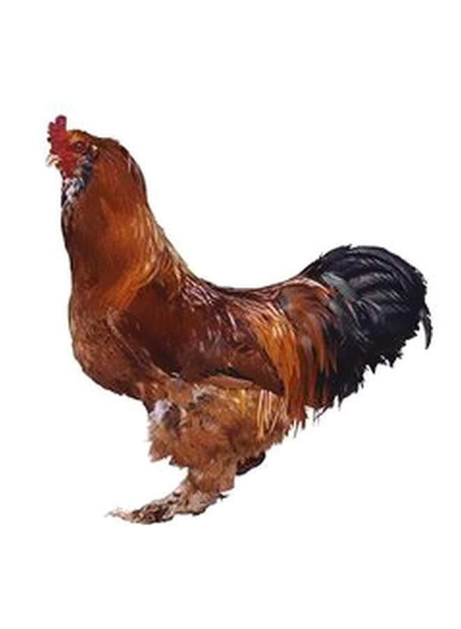 PHOTOBLOCK Decorative Wall Poster Brown/Black 23x23cm