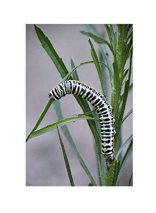 Caterpillar Printed Decorative Wall Poster Green/White/Black 34x24cm 