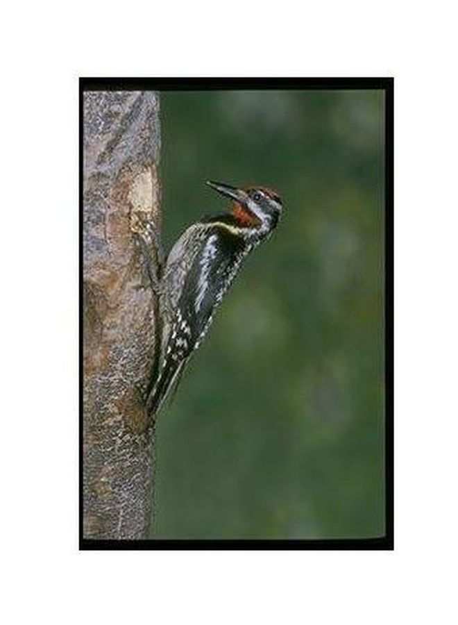 بوستر حائط للتزيين أخضر/ أسود/ رمادي 34x24سم