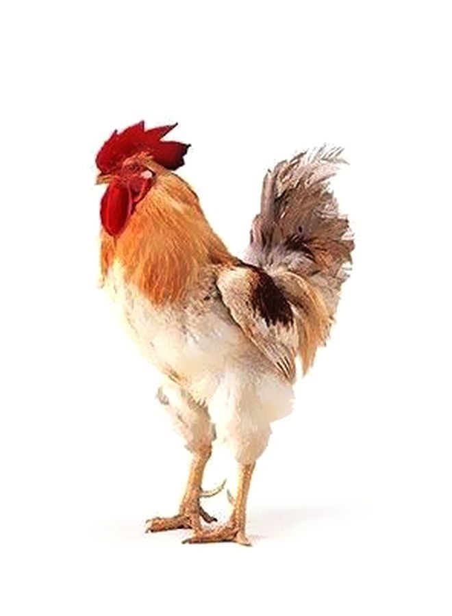 فوتو بلوك بوستر جداري مطبوع للتزيين أبيض/أصفر 34x24سم