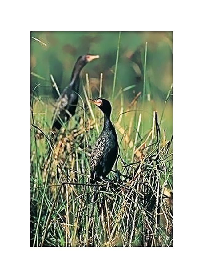 فوتو بلوك بوستر حائط للتزيين أخضر/أسود 34x24سم