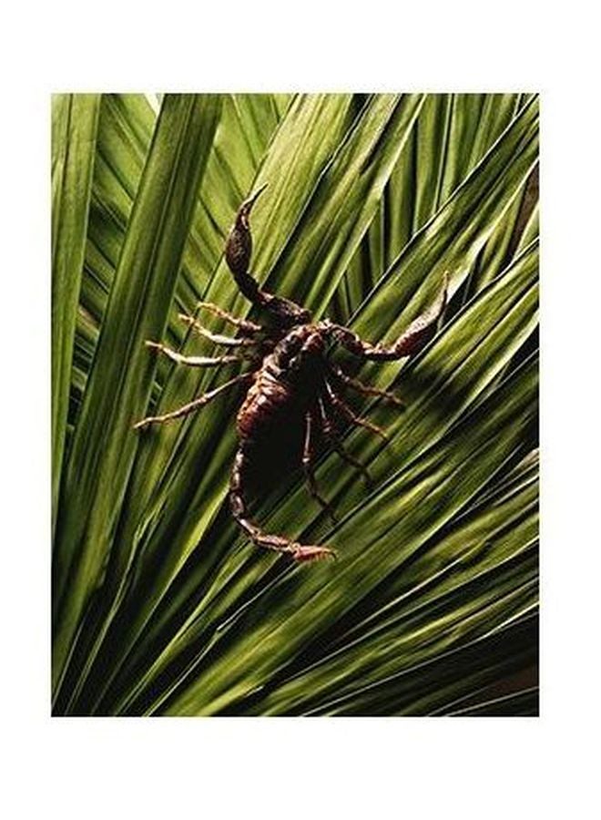 فوتو بلوك بوستر حائط للتزيين متعدد الألوان 34x24سم