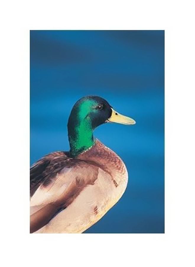 فوتو بلوك بوستر حائط للتزيين متعدد الألوان 34x24سم