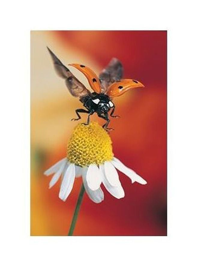 فوتو بلوك بوستر حائط للتزيين أحمر/ أصفر/ أبيض 18x24سم