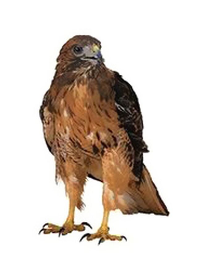 PHOTOBLOCK Decorative Wall Poster Brown/Black 34×24cm