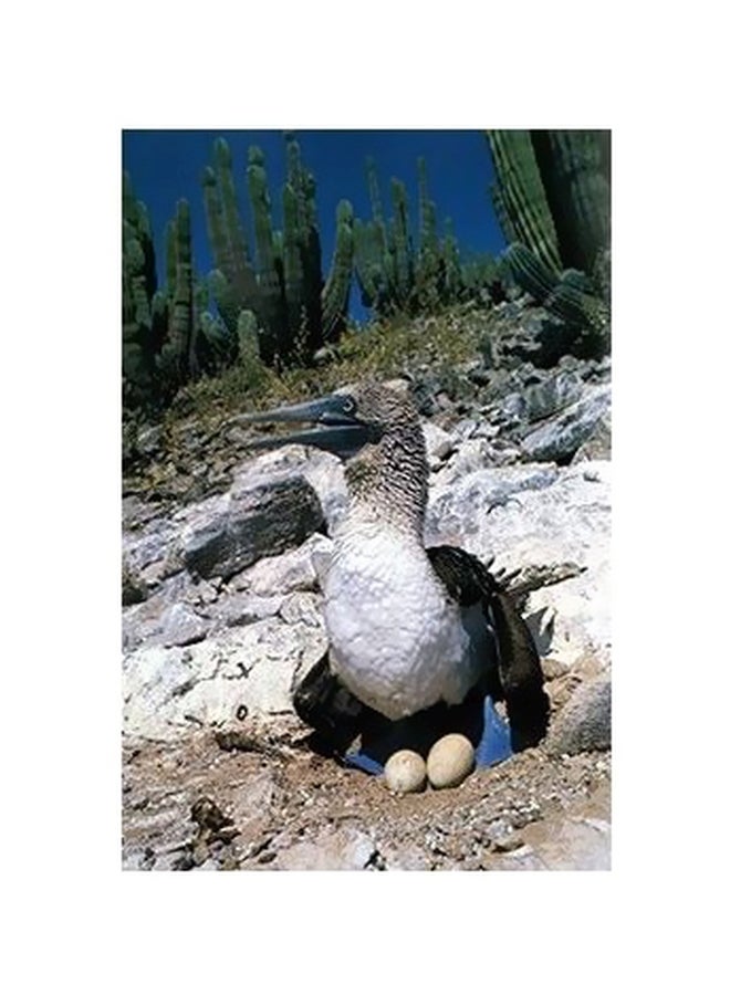 فوتو بلوك بوستر حائط للتزيين أزرق/أبيض/أخضر 24×18سم