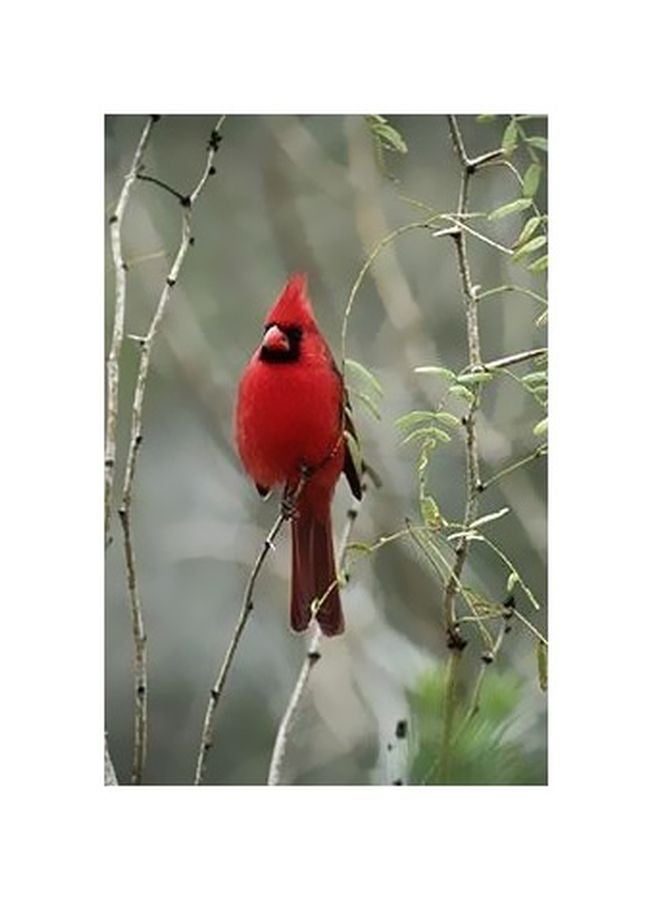 بوستر حائط للتزيين أخضر/أحمر/رمادي 24x18سم