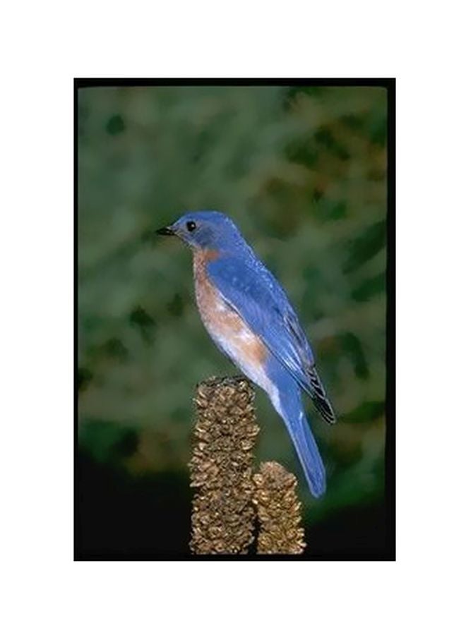 بوستر حائط للتزيين أخضر/أزرق/بني 24x18سم