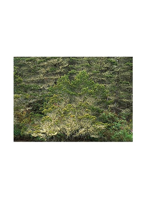 Decorative Wall Poster Multicolour 40x60cm
