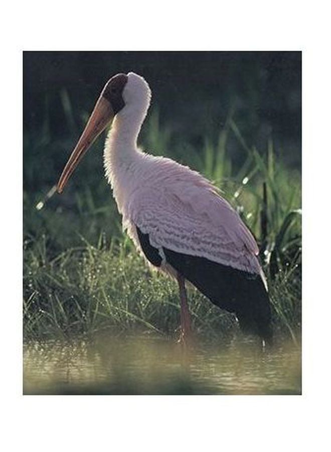 Decorative Wall Poster Green/White/Black 24×18cm