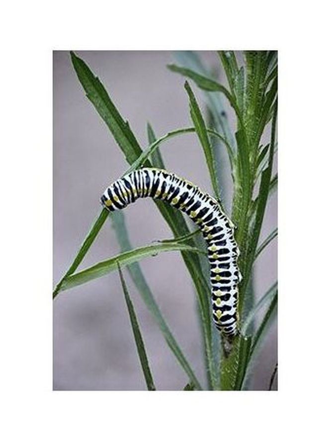 بوستر حائط للتزيين أخضر / أبيض / أسود 24x18سم