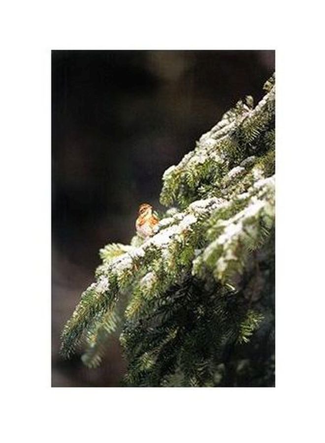 PHOTOBLOCK Decorative Wall Poster Green/Black 24x18cm