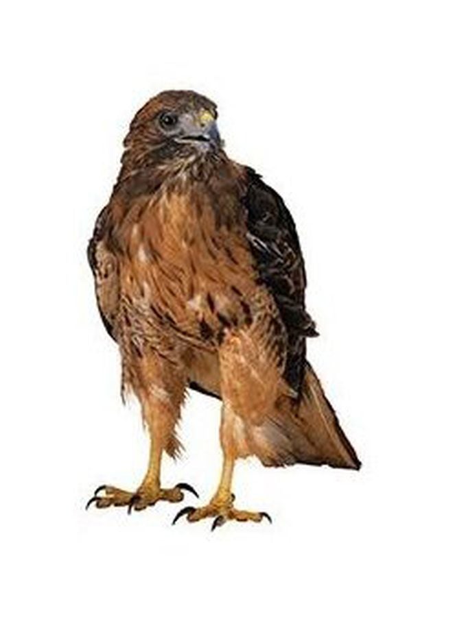 بوستر حائط للتزيين بني 24x18سم