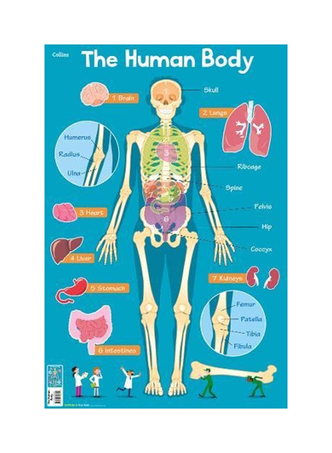 Collins The Human Body Poster Multicolour - Image 1