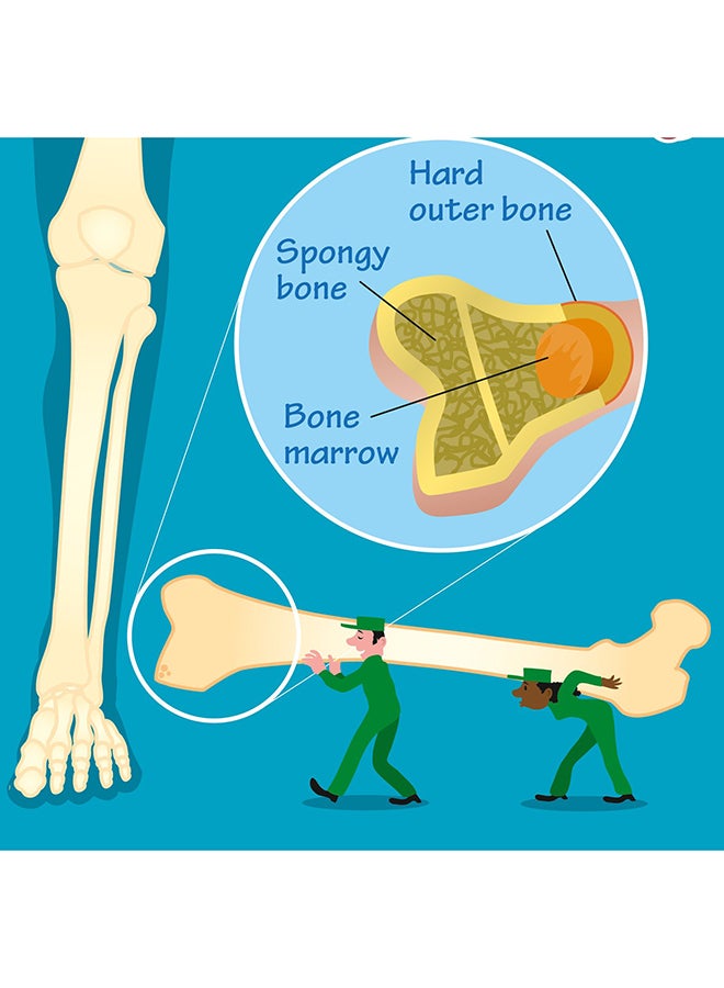 Collins The Human Body Poster Multicolour - Image 2