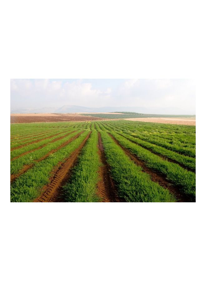 موراز كريم جسم هيرب إيه توبيك مكثف - Image 3