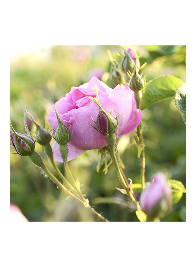 Rosense 100% Pure Natural Rosewater 300ml - Image 3