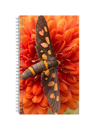 A4 Printed Spiral Bound Notebook Multicolour - v1569480930/N30357726A_1