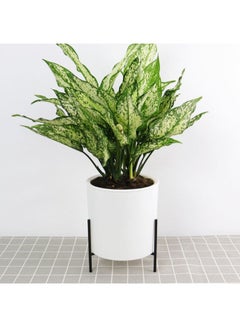Generic Automatic Water Absorbing Lazy Flower Pot With Shelf White/Black 110mm  - Image 2