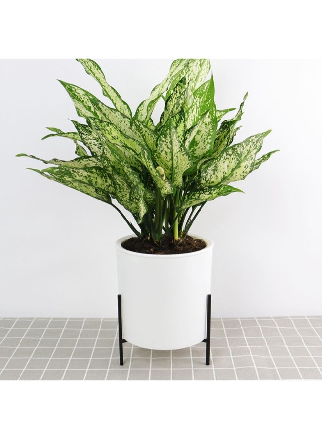 Maston - Automatic Water Absorbing Lazy Flower Pot With Shelf White/Black 130mm - Image 1