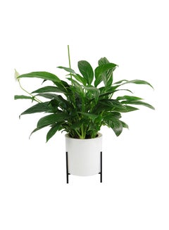 Generic Automatic Water Absorbing Lazy Flower Pot With Shelf White/Black 110mm  - Image 1