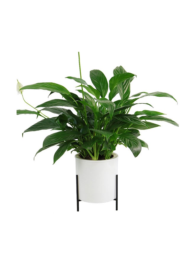 Generic - Automatic Water Absorbing Lazy Flower Pot With Shelf White/Black 110mm - Image 1