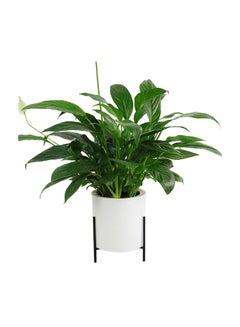Automatic Water Absorbing Lazy Flower Pot With Shelf White/Black 130mm