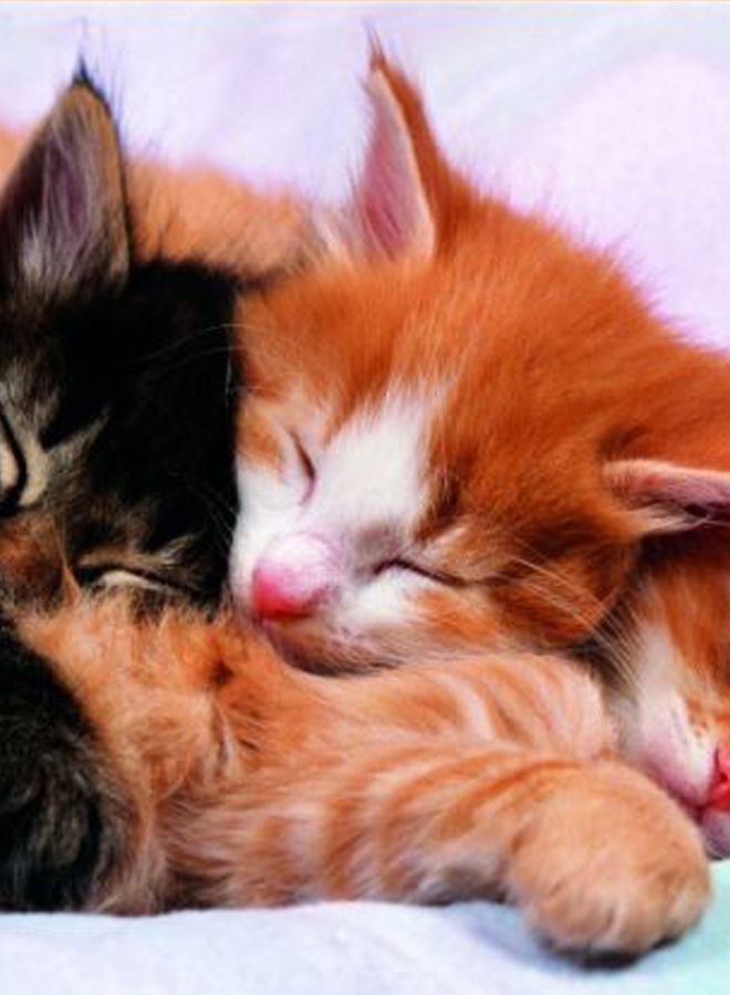 ايديوسا لعبة تركيب الصور المقطعة على شكل قطط صغيرة مكونة من 500 قطعة - Image 2