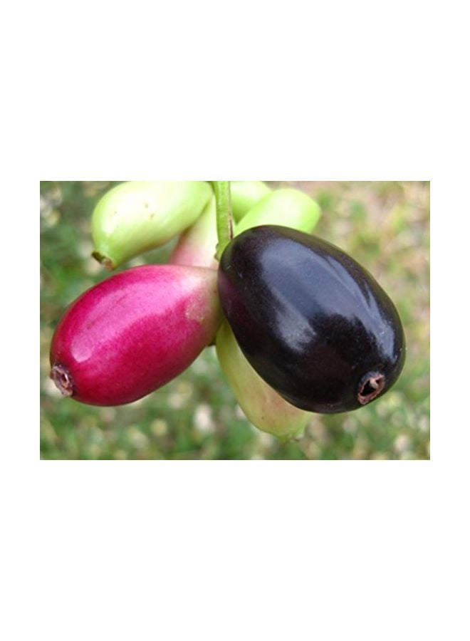 Jamun Seed Powder