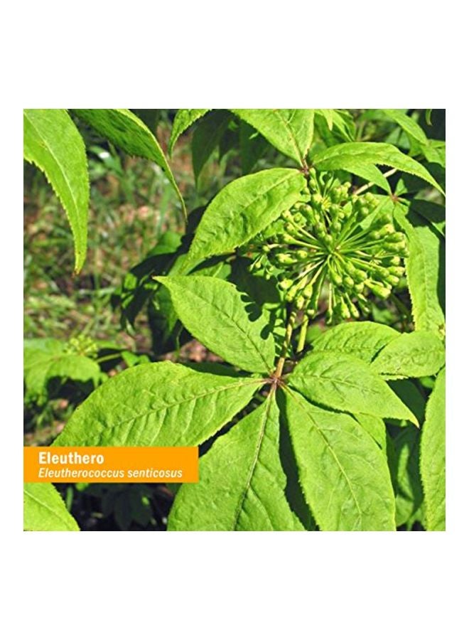 HERB PHARM Eleuthero Energy And Vitality Herbal Supplement - Image 2