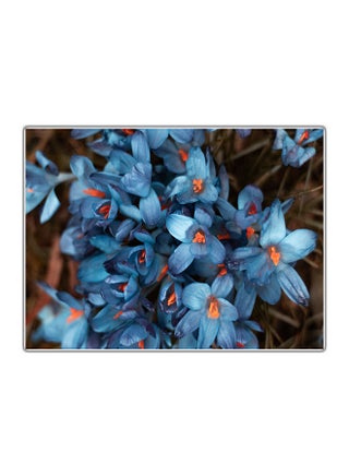Decorative Printed Tableau Multicolour - v1575049393/N32391306A_1