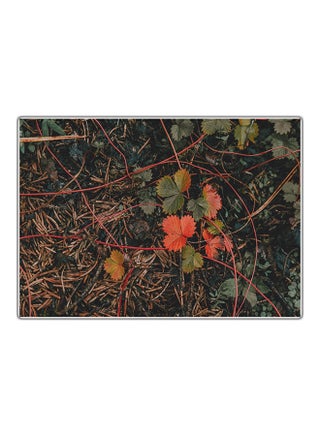 Decorative Printed Tableau Multicolour 14.8x10.5cm - v1575111784/N32397624A_1