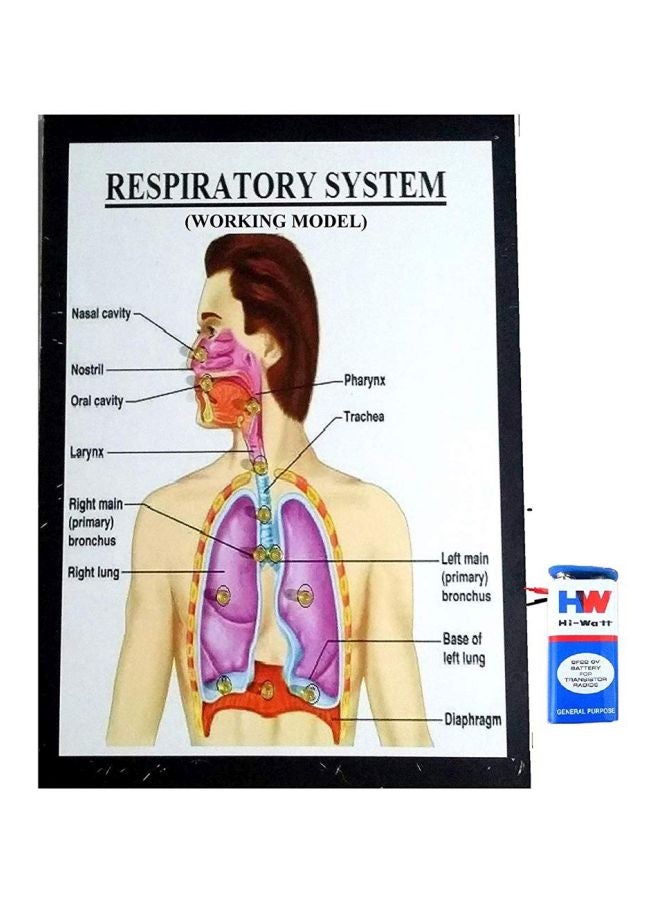 Respiratory System Working Model MEL-79 - v1576151104/N32600267A_1